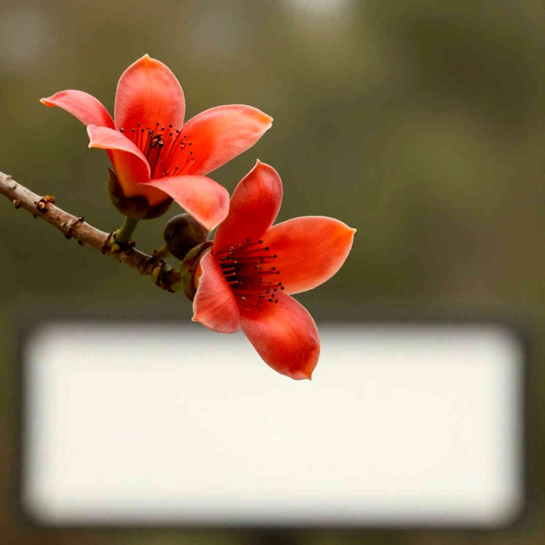 এশিয়াড ২৪ সেপ্টেম্বর: ঙুয়েন থি ওয়ানহ-এর ১০,০০০ মিটার, তিনটি ফাইনাল আর একটা প্রত্যাশার হিসাব